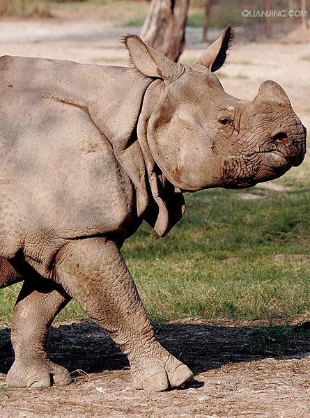  p>印度犀(学名: i> /i> i>rhinoceros unicornis /i>):体长2.1-4.
