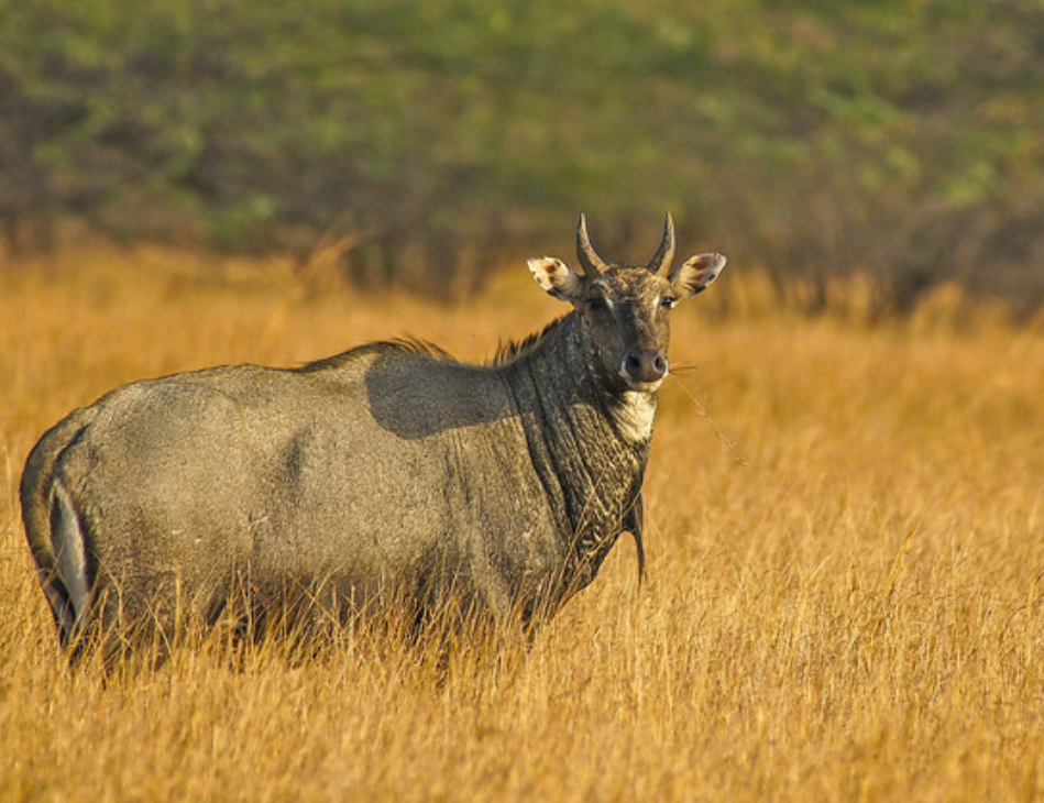  p>大蓝羚(学名: i>boselaphus tragocamelus /i>):是偶蹄目,牛科,蓝