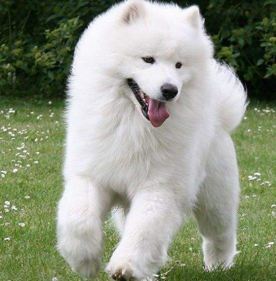 荷兰毛狮犬——荷兰人心中的国犬_百科TA说