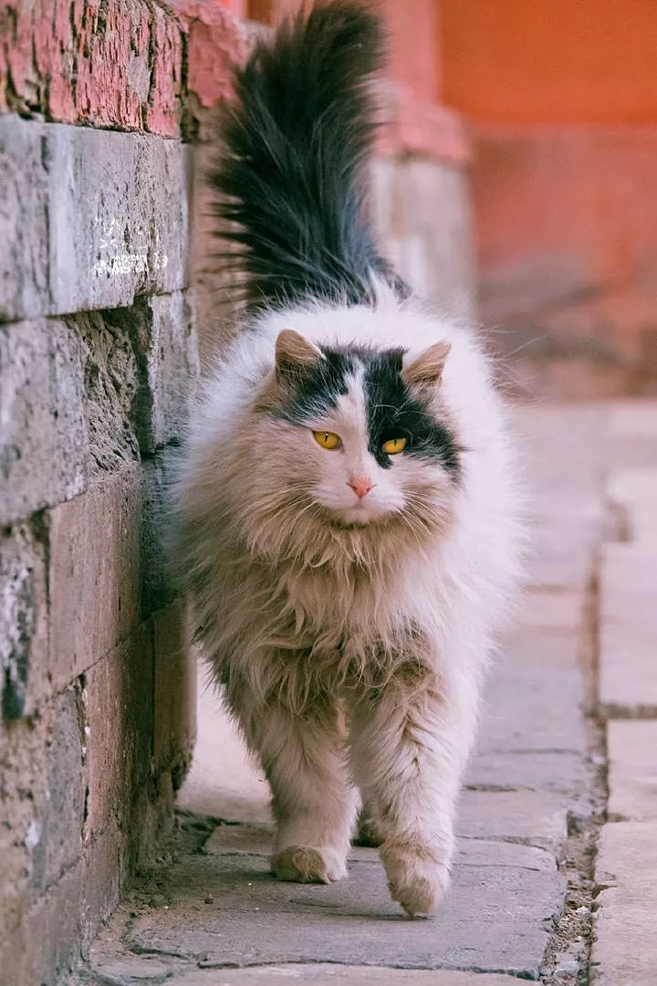 故宫猫