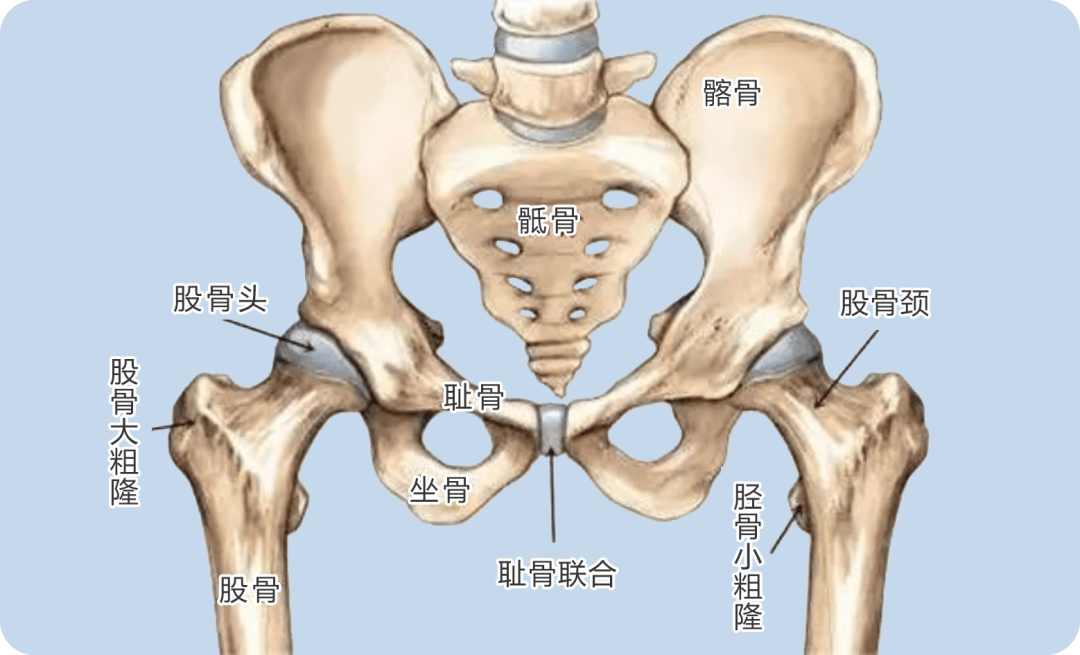 两脚心贴在一起,双侧的腿向两侧外展, /b>尽可能的贴在床上,髋关节
