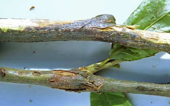 由棒盘孢枝枯菌或黑盘孢枝枯菌侵染所引起的,发生在板栗上的一种病害