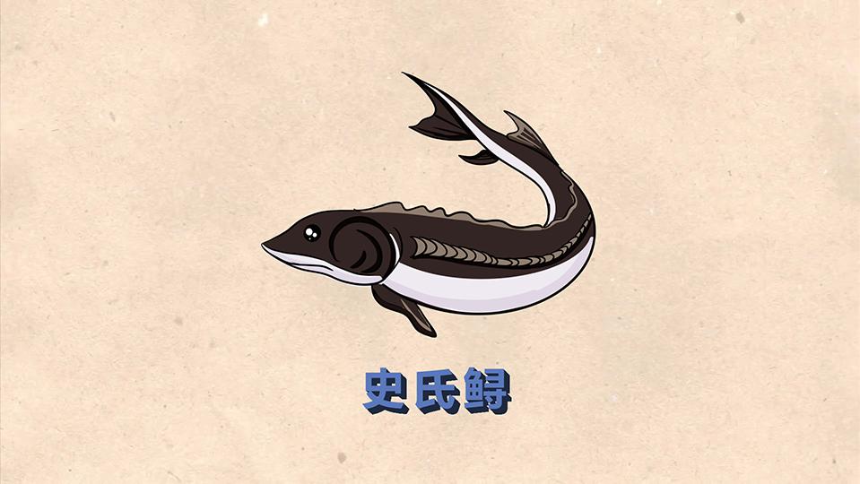 史氏鲟:鲟科鲟属鱼类