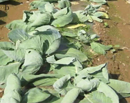  p>甘蓝根肿病是由芸薹根肿菌引起的,发生在 a target="_blank" href=