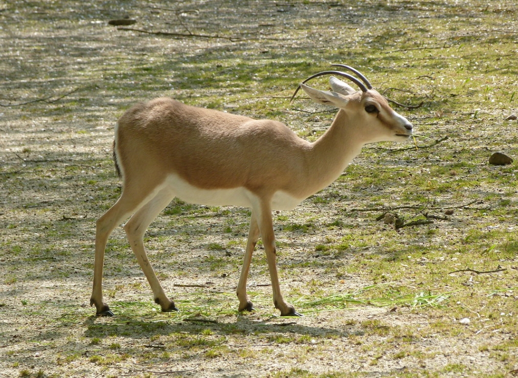 slender-horned gazelle