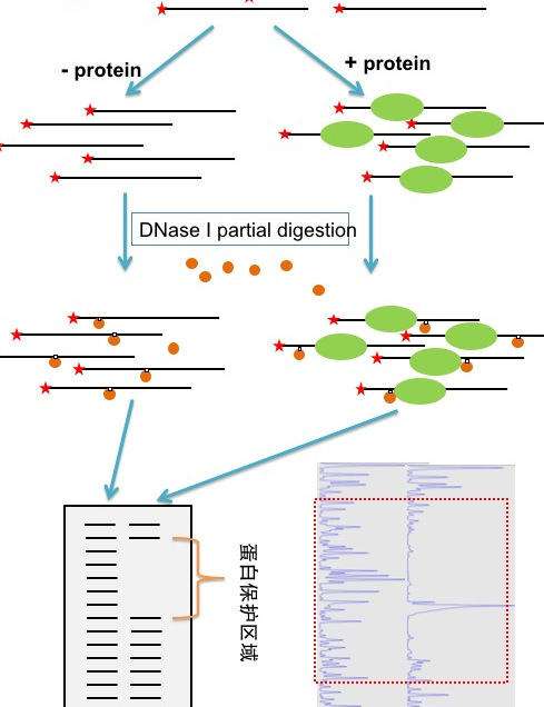 DNase I_百度百科