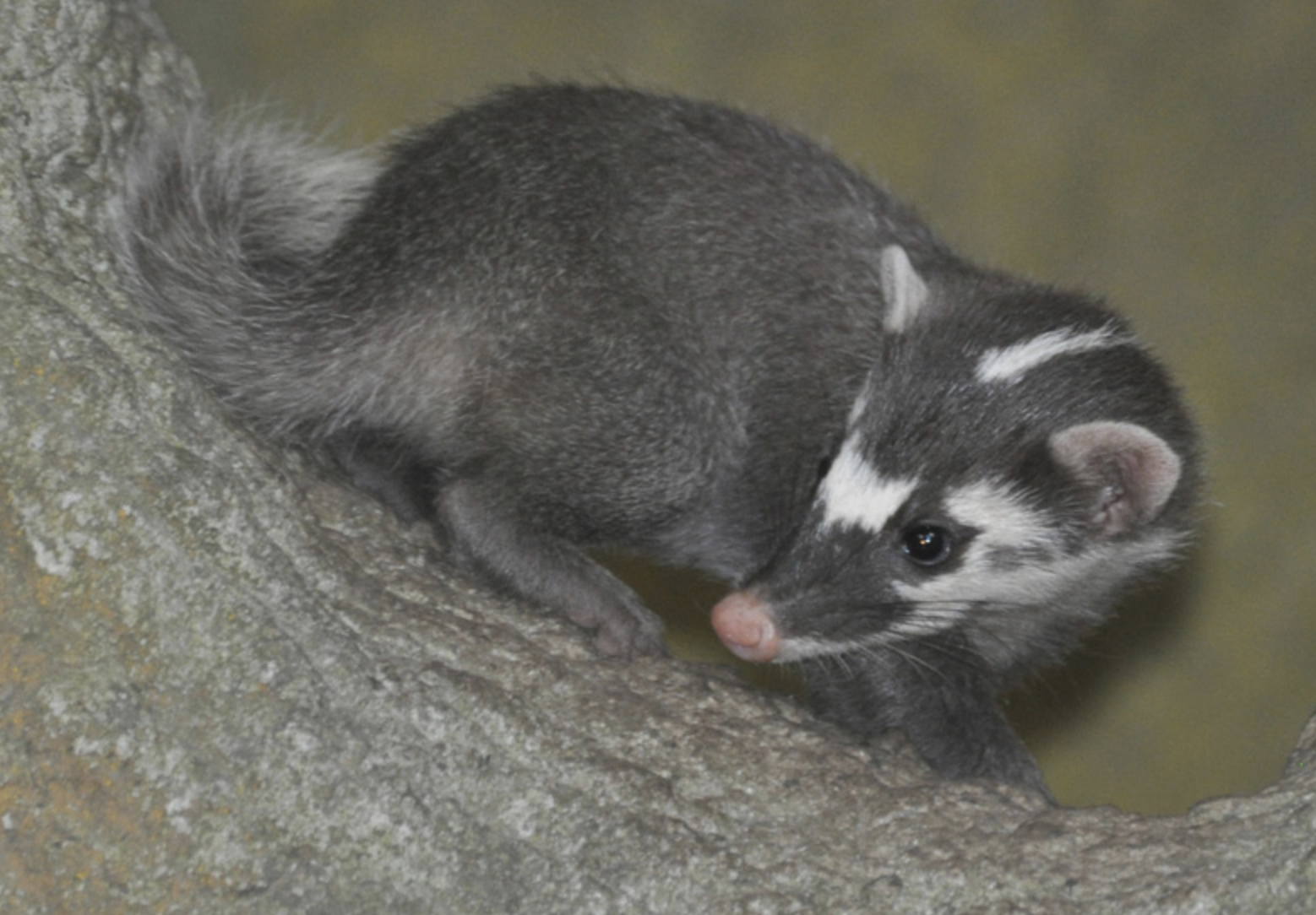 qxauo">鼬獾(学名: i>melogale moschata /i>),是鼬科,鼬獾属的动物