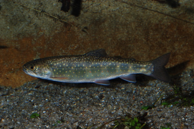 名:台湾鳟,梨山鳟,次高山鳟,高山鳟,大甲鳟,台湾鲑鱼,台湾鲑,台湾樱花