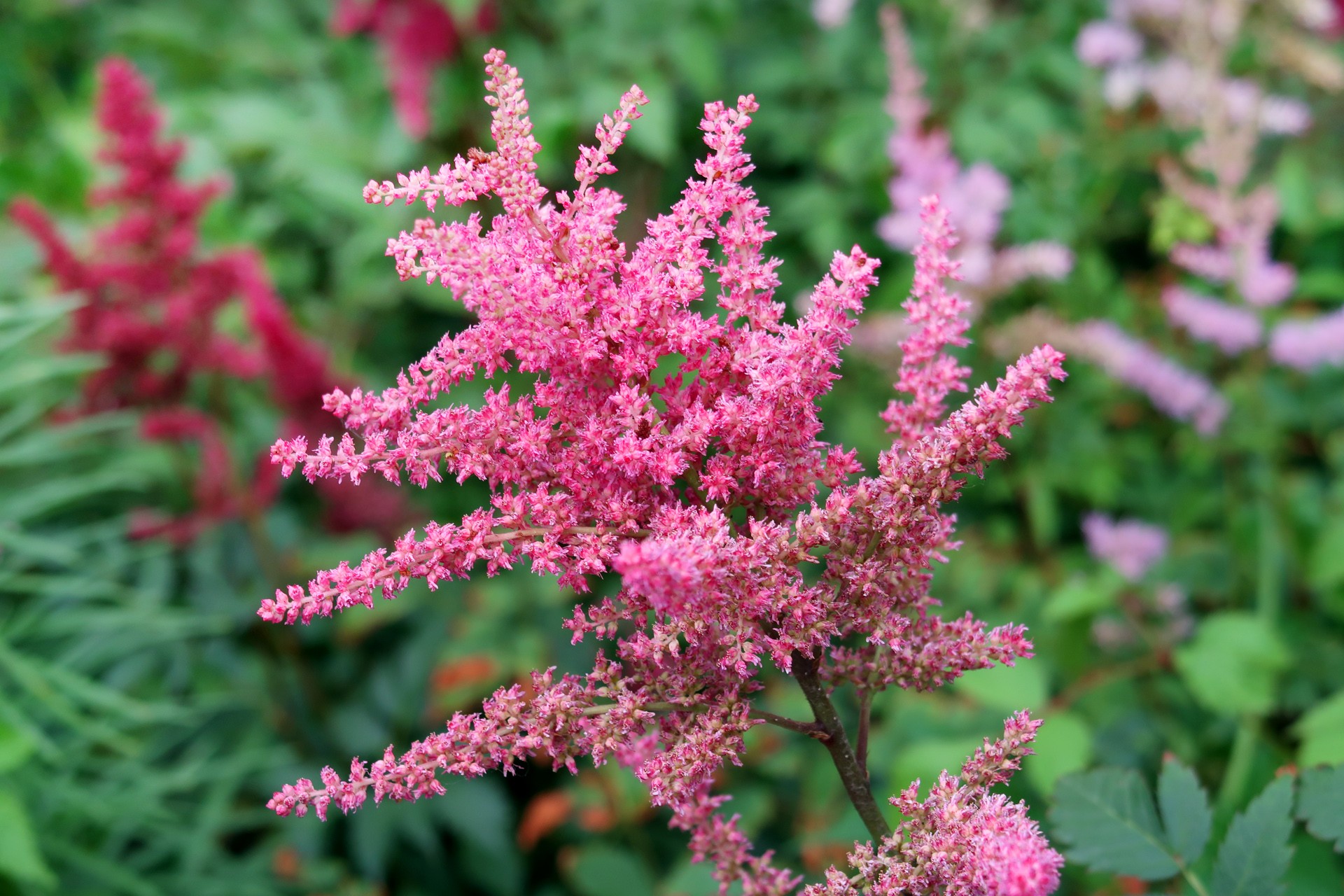 astilbe chinensis (maxim.) franch. et savat.