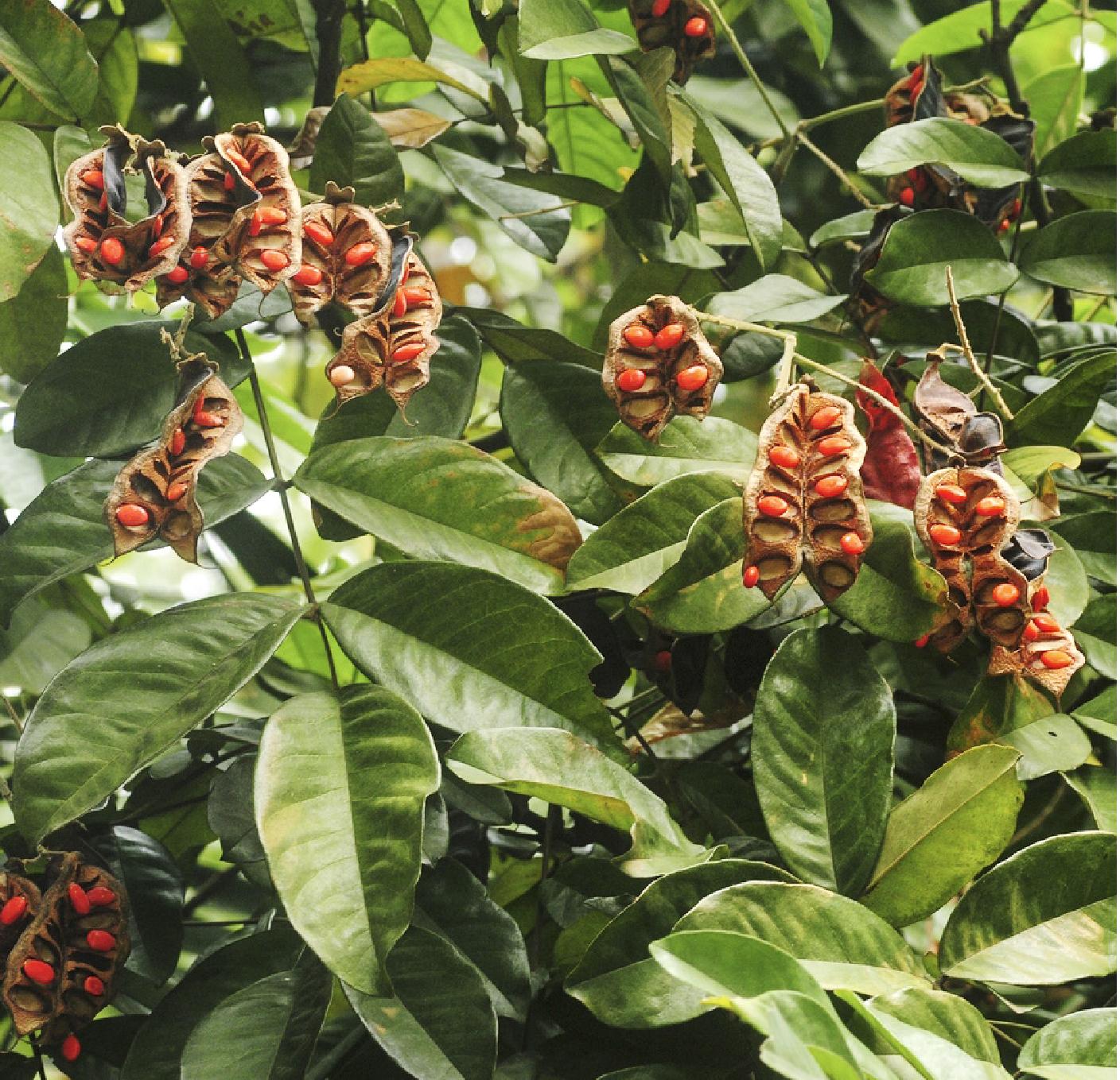  p data-id="tzqr0uplurda">花榈木为豆科红豆属的常绿乔木.