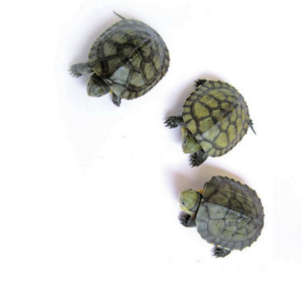  p>艾氏拟水龟(学名: i>mauremys iversoni /i>)是龟科,拟水龟属的