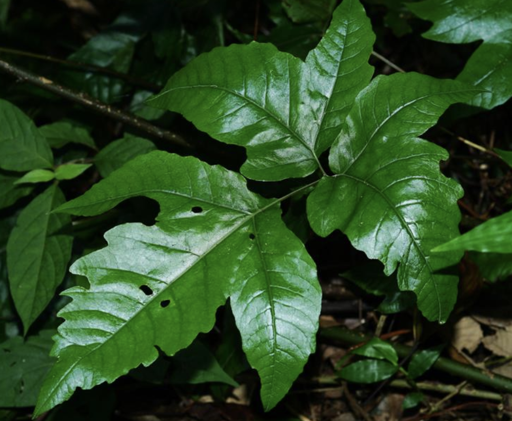  p>三叉蕨(拉丁学名: i>tectaria subtriphylla  /i>(hook. et arn.