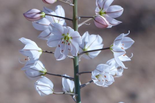 Eremurus persicus_百度百科