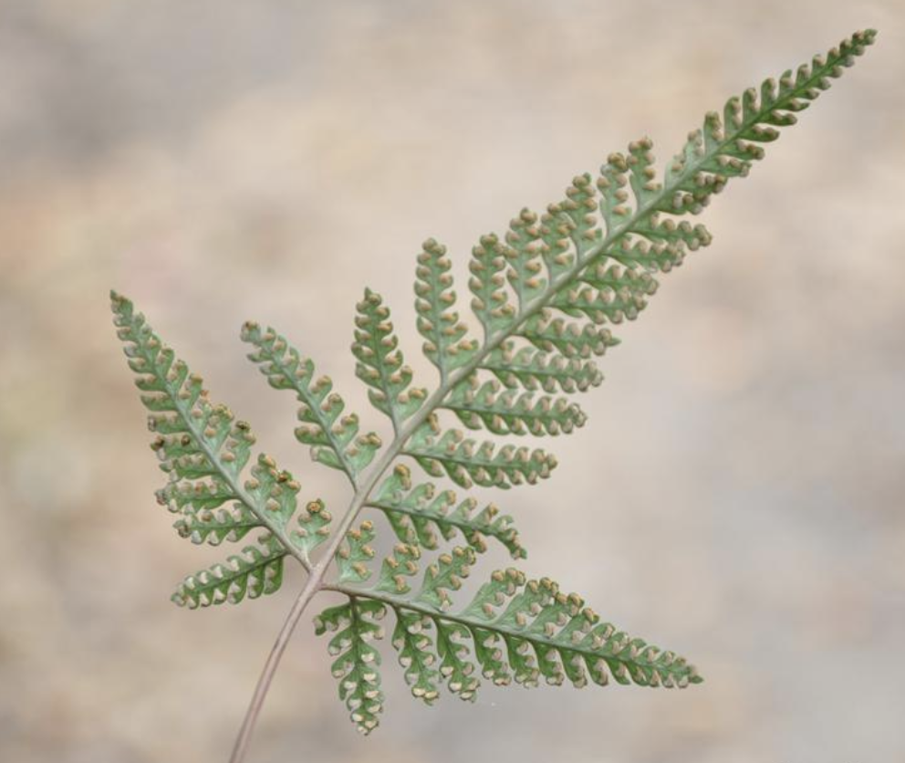 f.) diels)是骨碎补科,阴石蕨属植物.植株高10-20厘米.