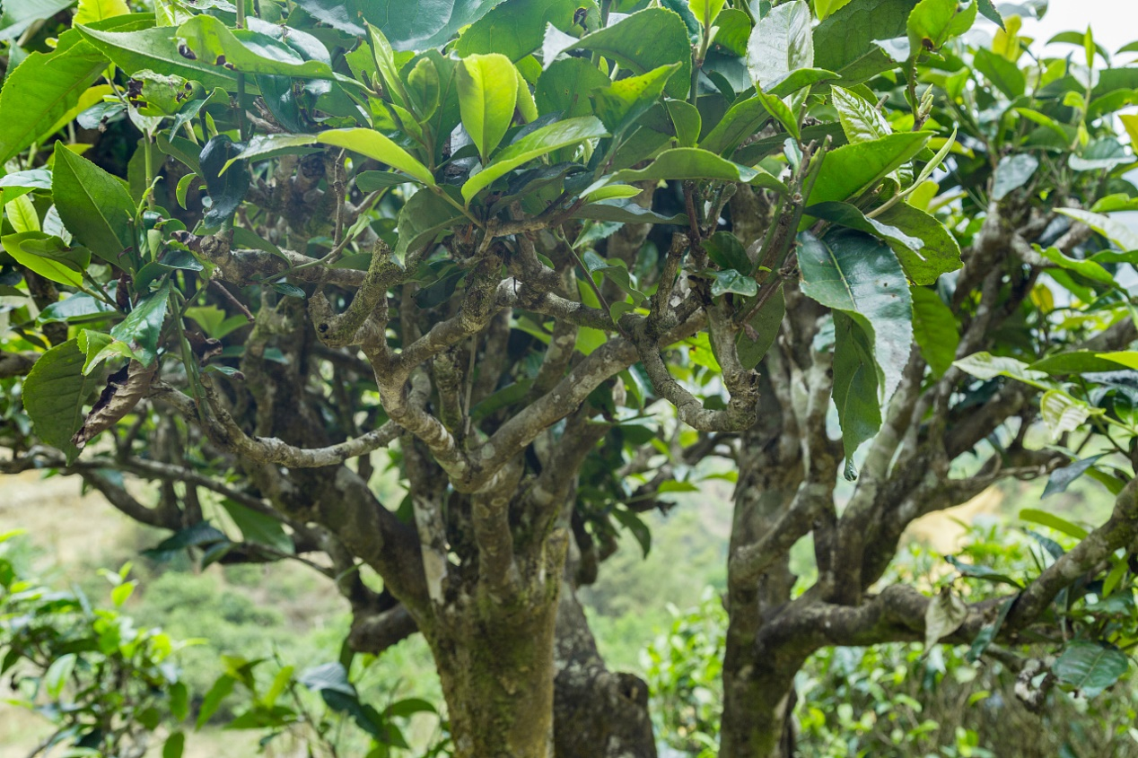 古树茶：茶香悠悠，缘何争议不断？_百科TA说