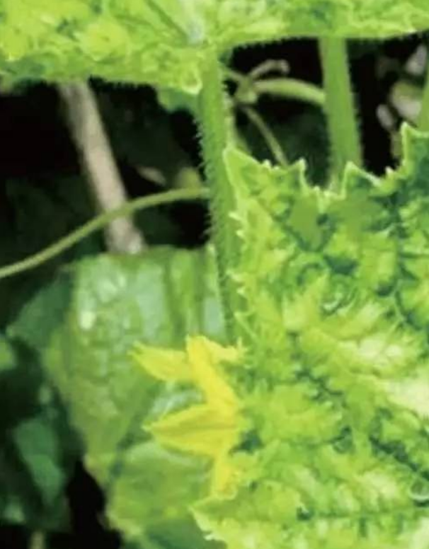  p>黄瓜花叶病毒病是由黄瓜花叶病毒,甜瓜花叶病毒,烟草花叶病毒,南瓜