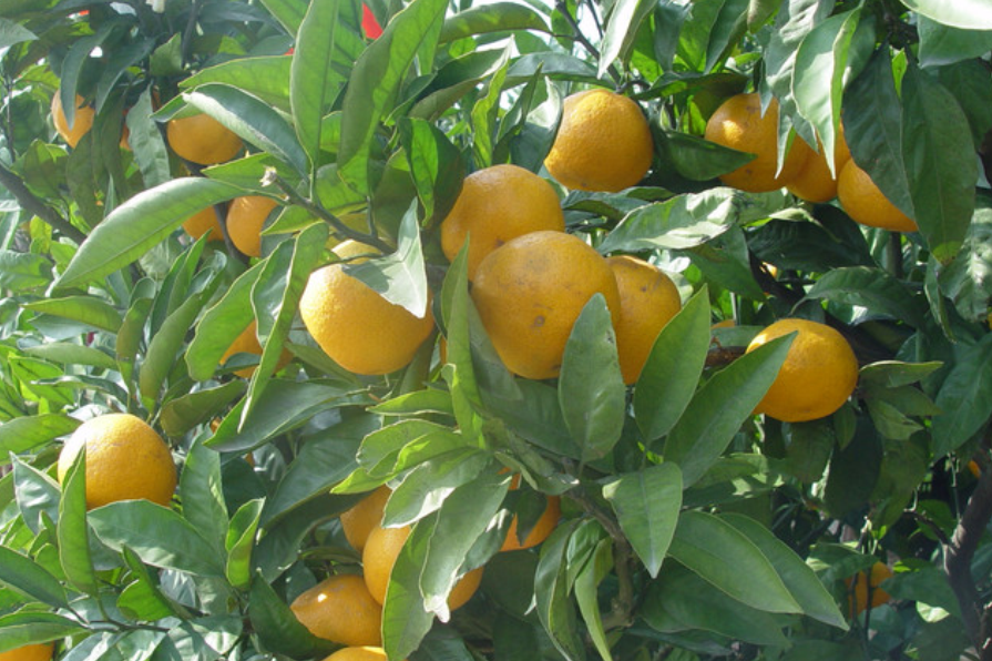 山橘是芸香科柑橘属灌木植物