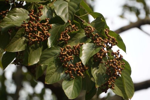 枳椇（鼠李科枳椇属植物）_百度百科