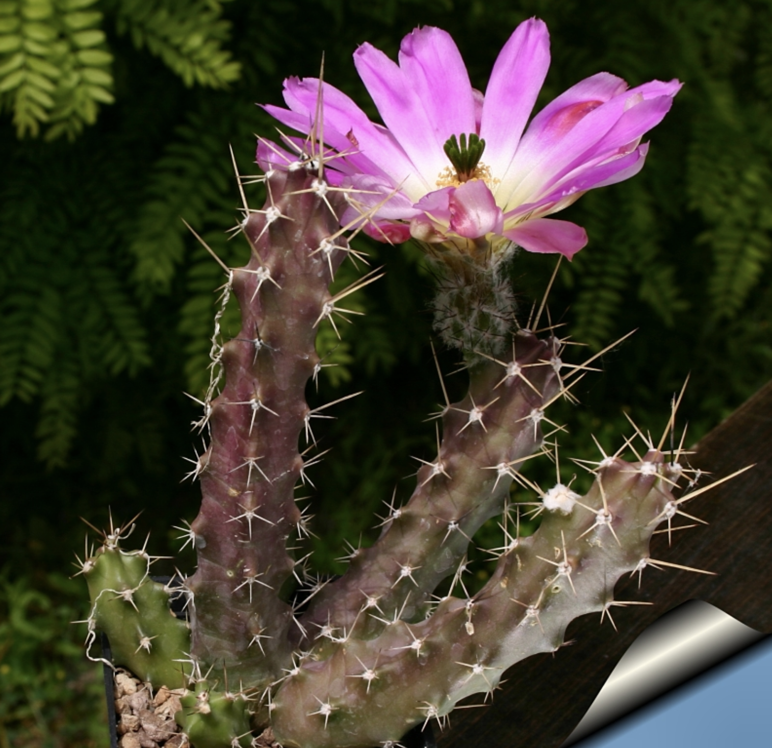 是仙人掌科,鹿角柱属多年生草本多浆植物.