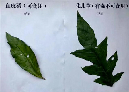 化儿草_百度百科