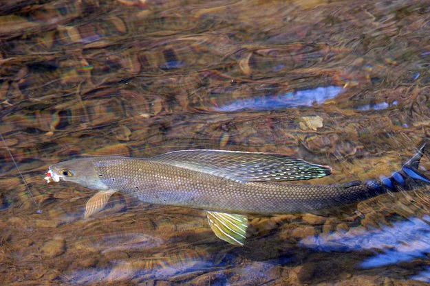黑龙江北极茴鱼