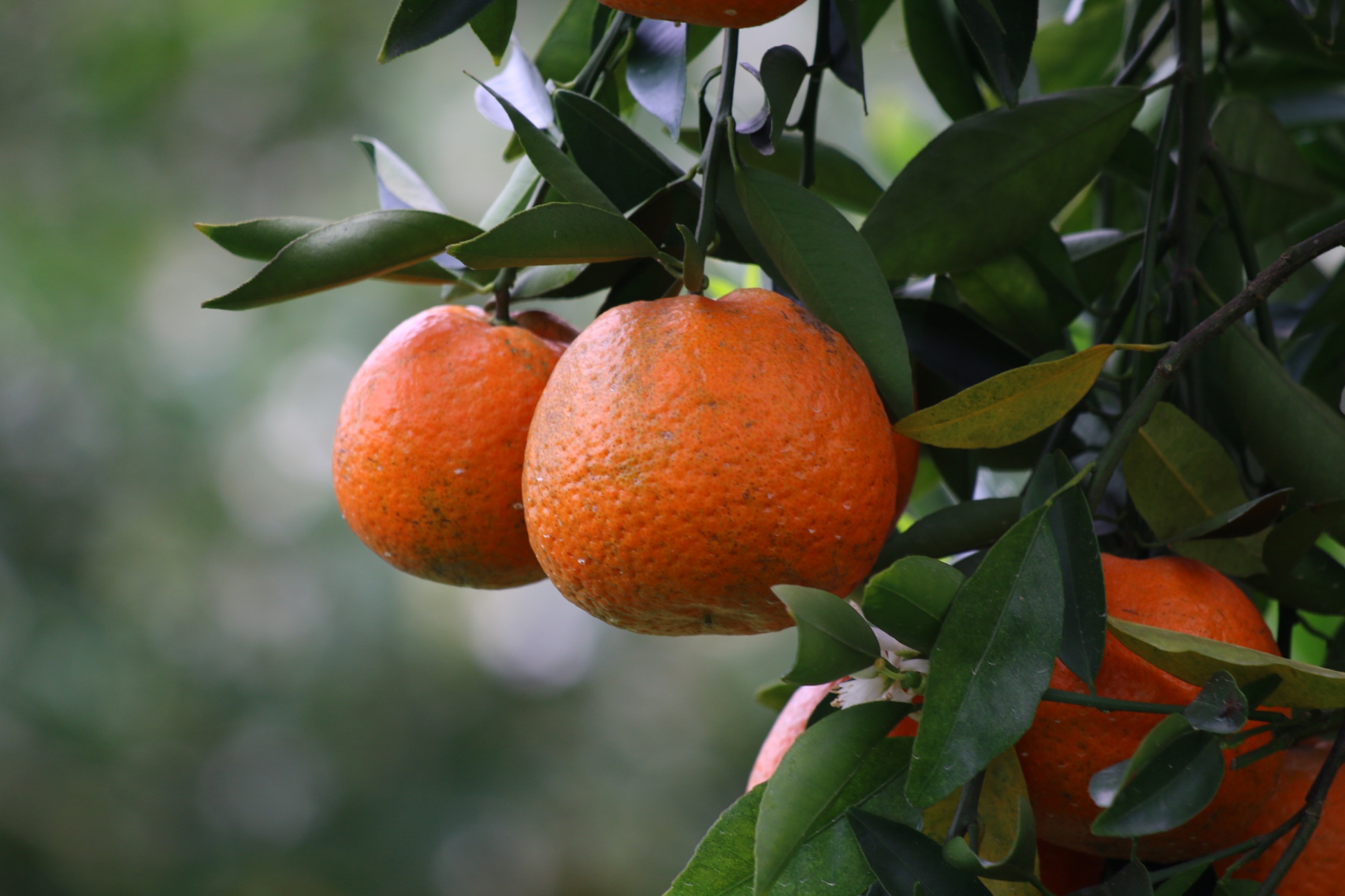 a>著名水果品种之一,也是 a target="_blank" href="/item/潮州菜/113