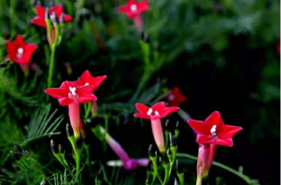 诗经 中的 茑萝 却非南美洲的茑萝松 这是怎么回事 百科ta说