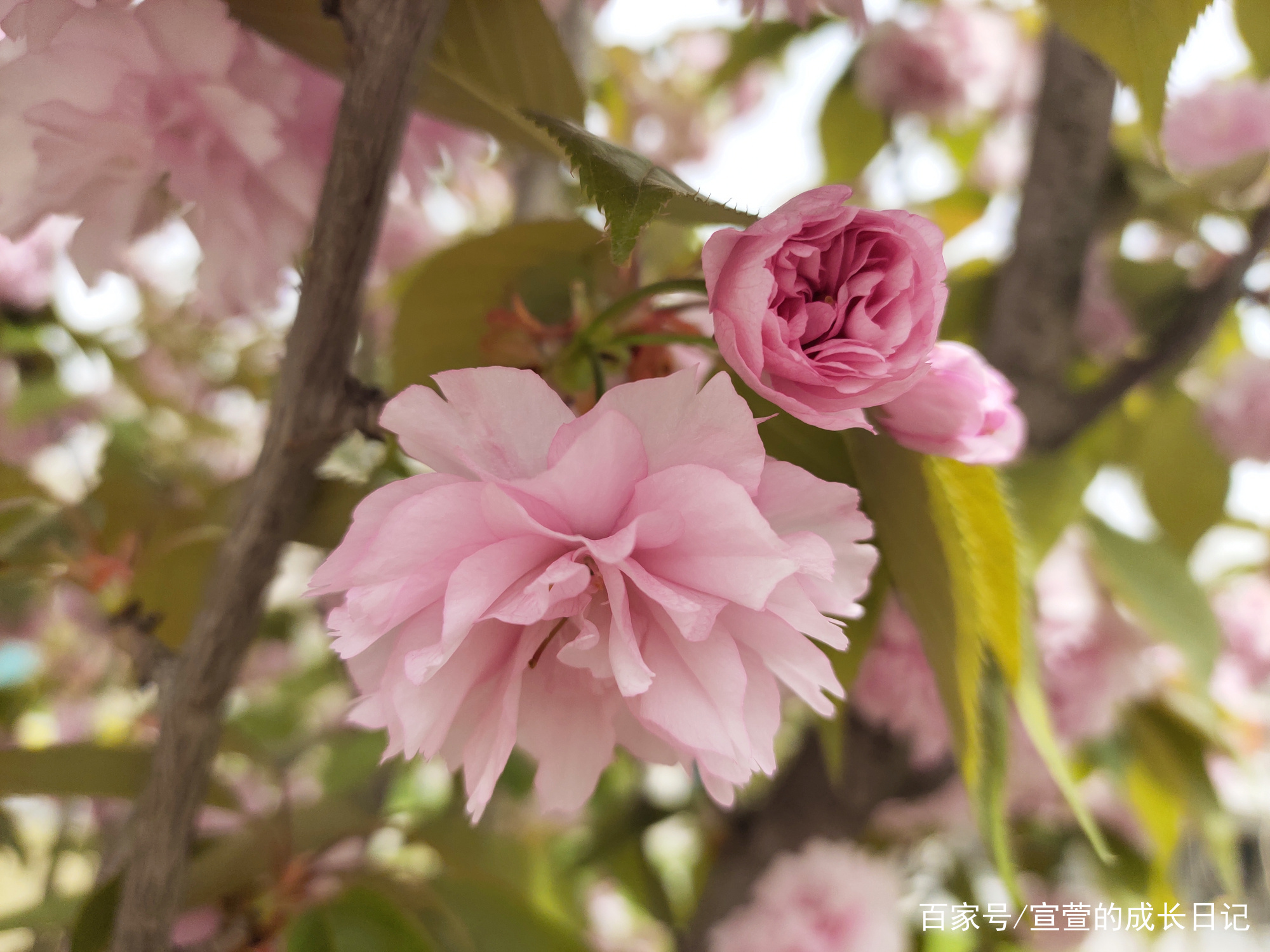 公园里这种花开得正盛，知道这是什么花吗？_百科TA说