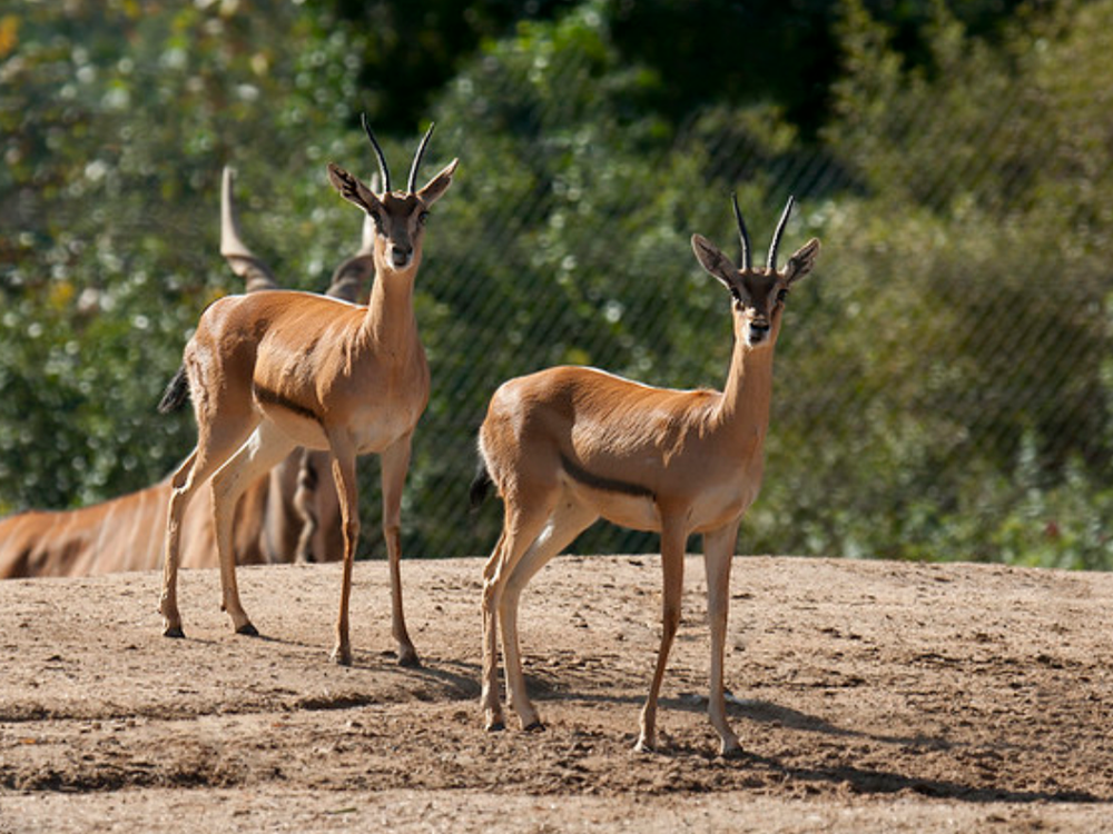  p>赤额瞪羚(学名: i>eudorcas rufifrons /i>):是偶蹄目,牛科,瞪羚属