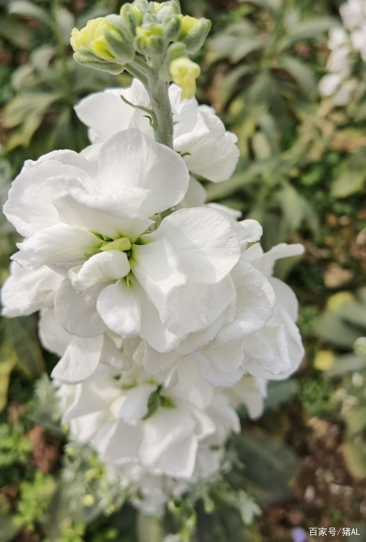 春天花会开，鸟儿自由自在_百科TA说