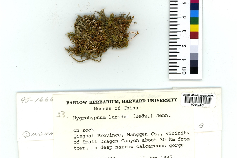 水灰藓圆蒴变种