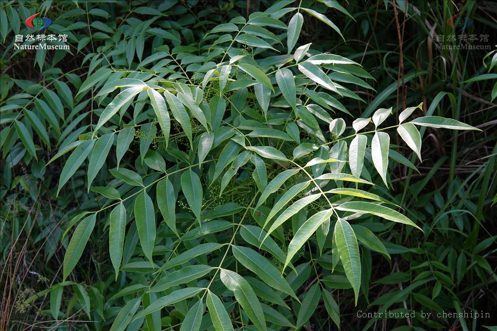 kuntze)是漆树科漆树属的乔木植物.