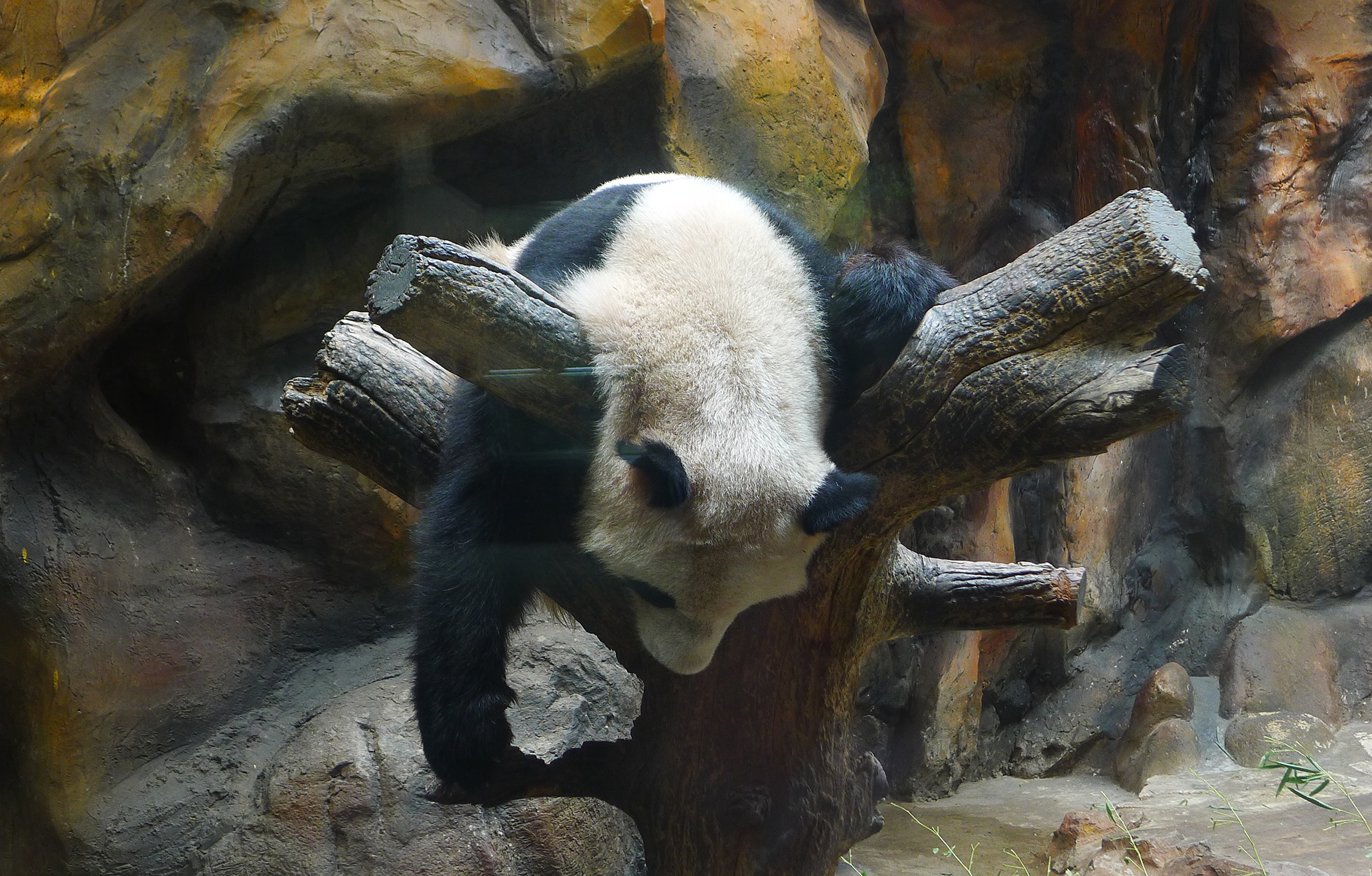  p>北京动物园熊猫馆占地面积10000平方米, a href="#" data-lemmaid=