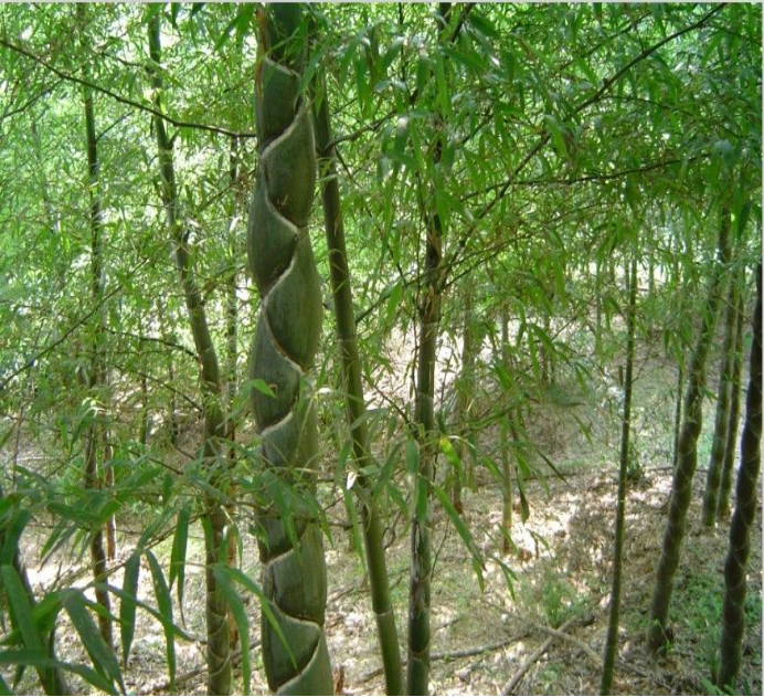 龙鳞竹：最名贵的竹子_百科TA说
