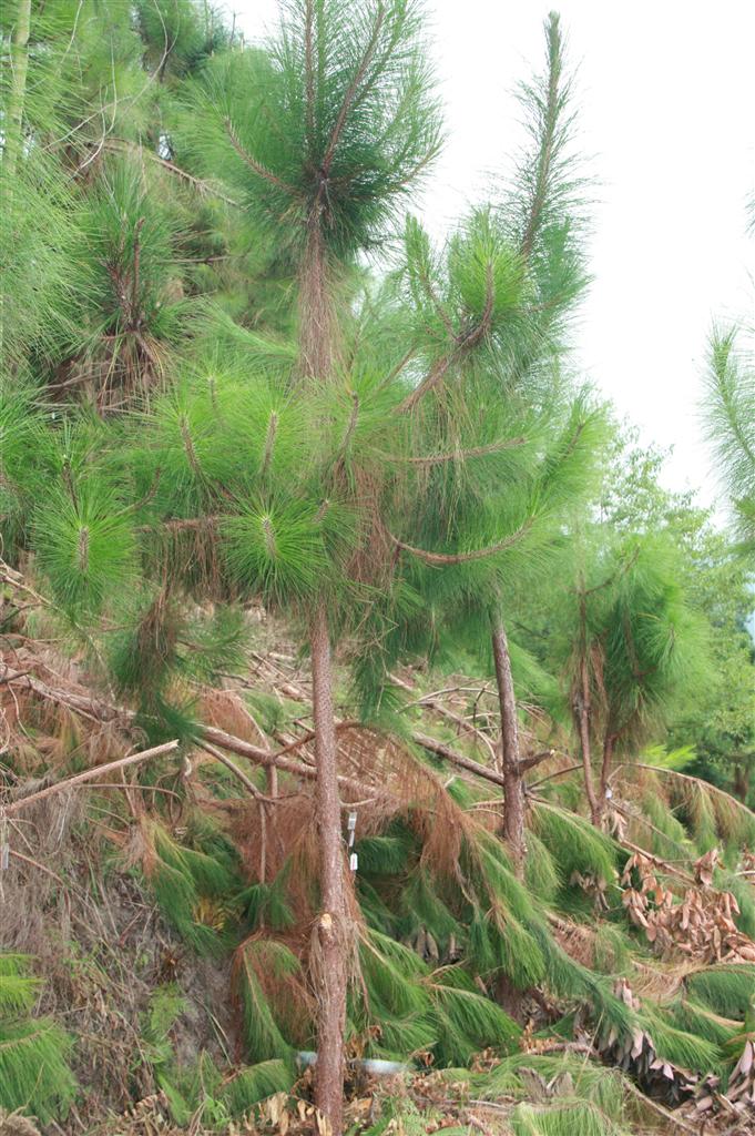  p>思茅松景谷家系60号是 a target="_blank" href="/item/松科