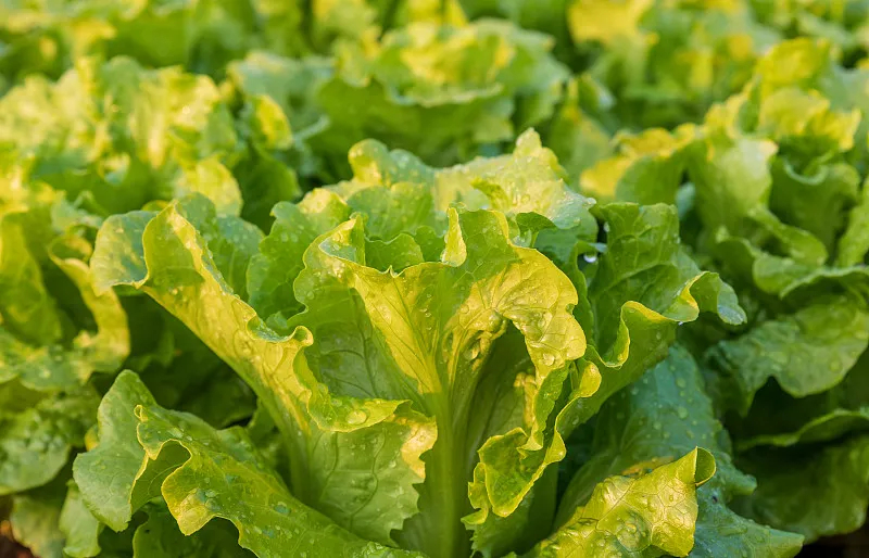 叶用莴苣