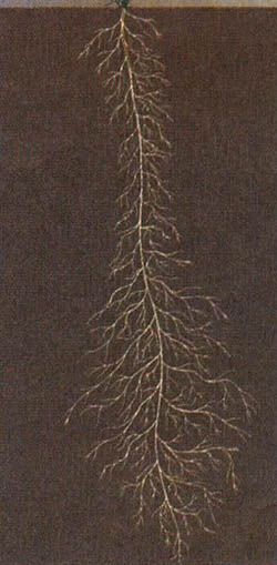 植物的根系：一切都是为了适应环境_百科TA说