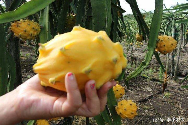 新品种水果麒麟果，不一样的火龙果你见过吗？_百科TA说