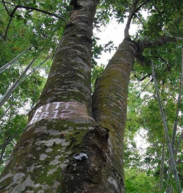 火力楠广西群体071家系