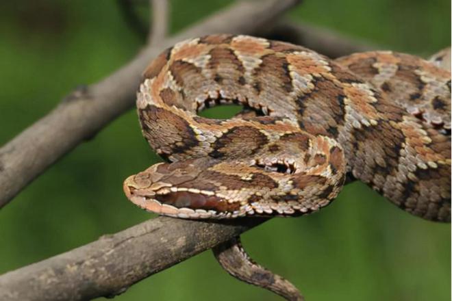 颊窝/2987108" data-lemmaid="2987108">颊窝 /a>的中小型管牙类毒蛇