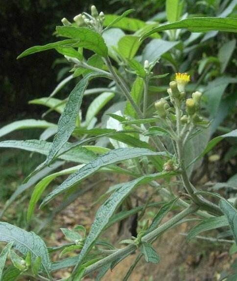  p data-id="tzamepgb6zbg">大风艾是菊科艾纳香属多年生草本或亚灌木