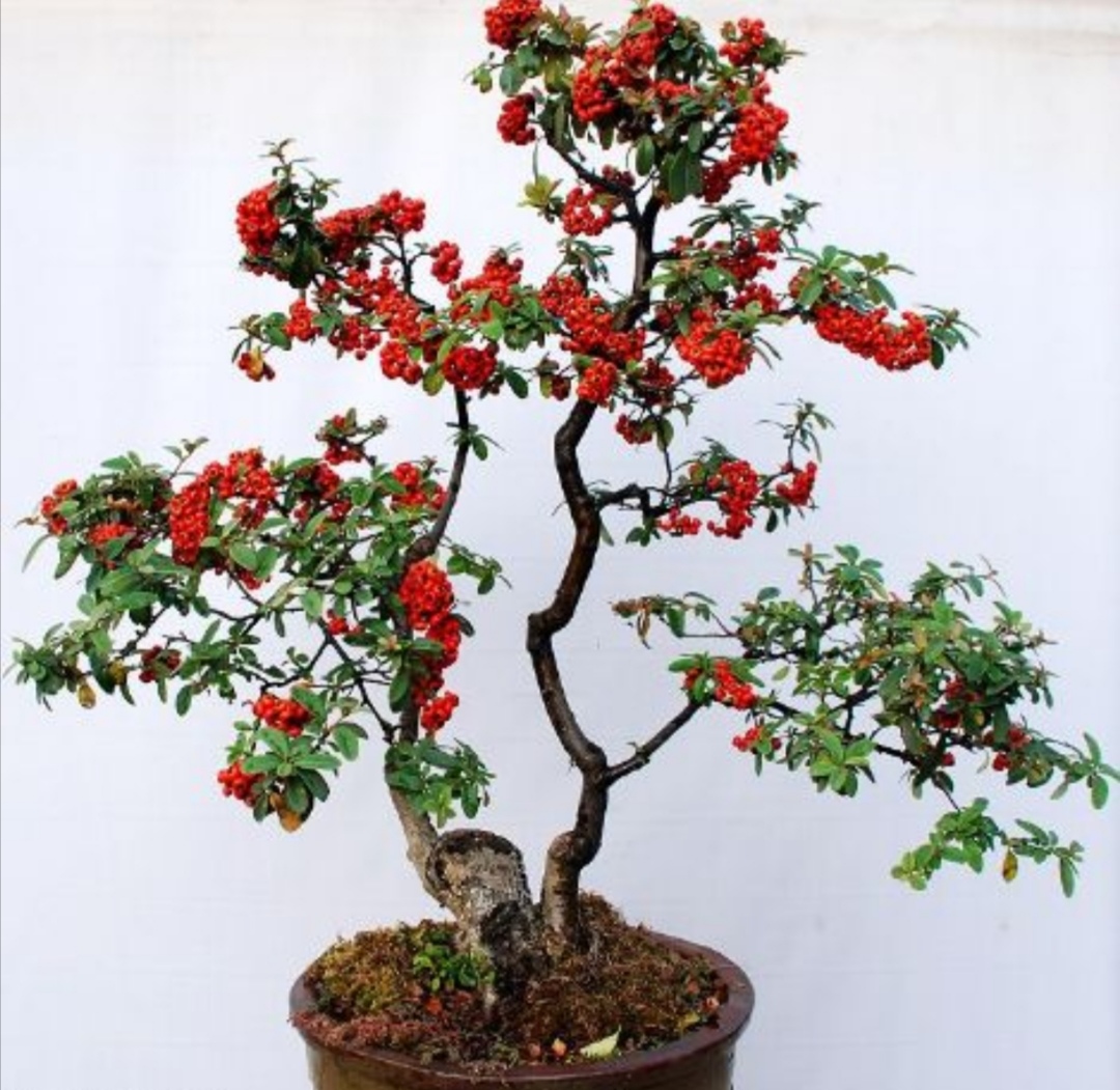  p data-id="txtrbqj3f1tz">火棘( i>pyracantha fortuneana /i>