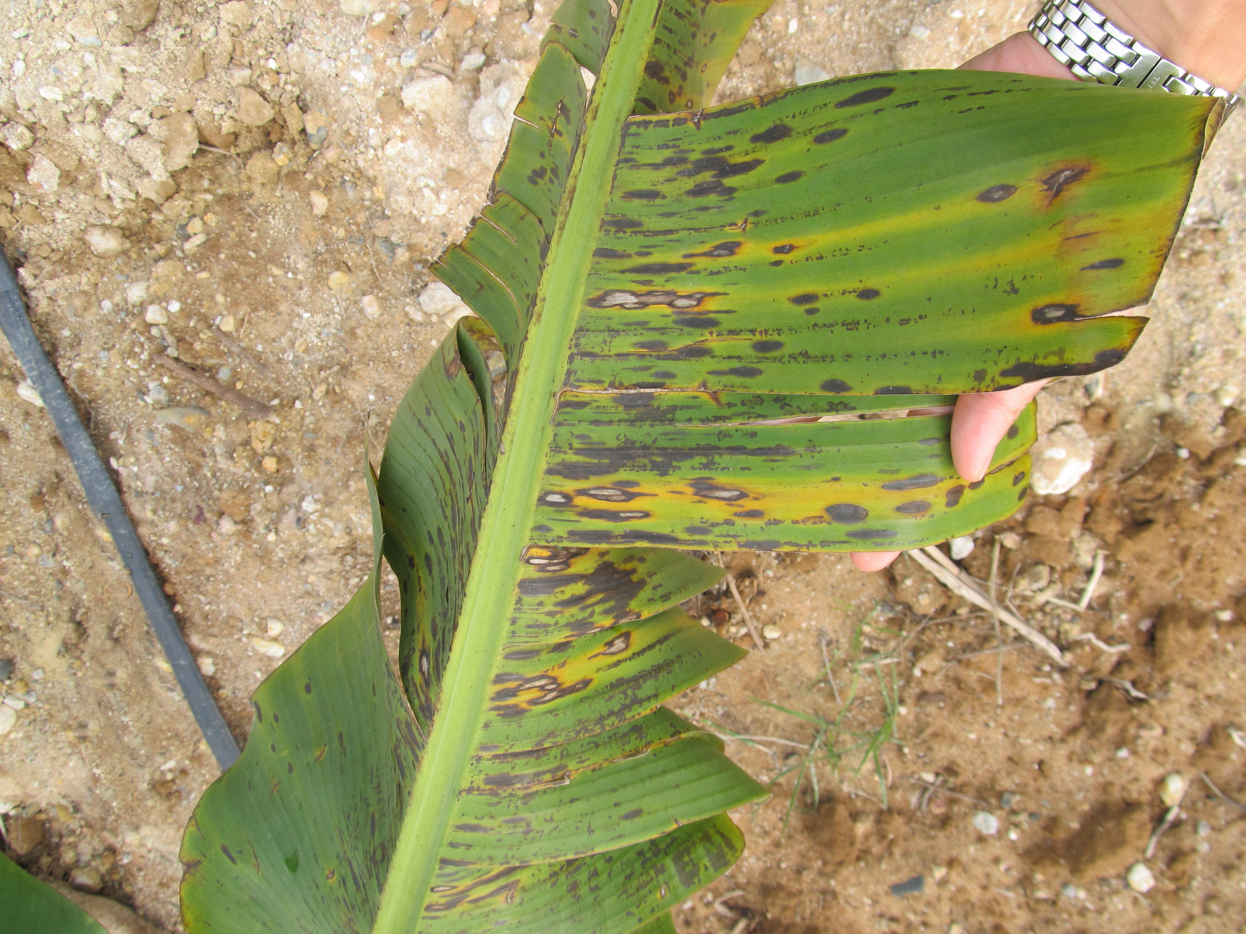 香蕉叶斑病