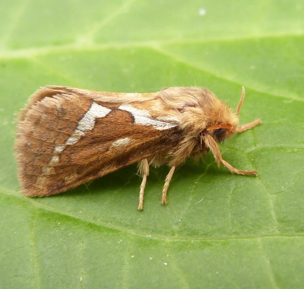 (pfitzner,1933), a target="_blank" href="/item/蝙蝠蛾科/6244289"