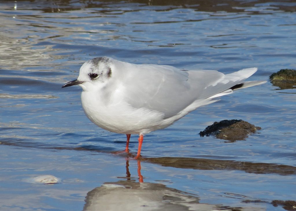  p>小鸥(学名: i>larus minutus /i>)鸥科鸥属鸟类,属小型水禽,体长28