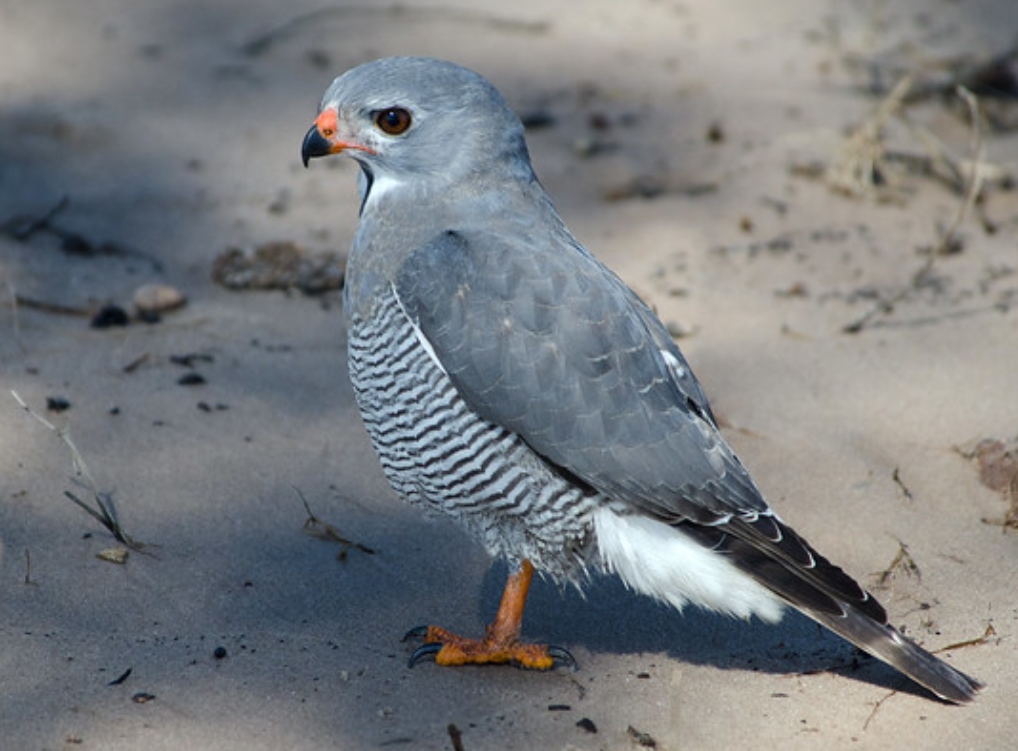  p>蜥鵟(学名: i>kaupifalco monogrammicus /i>):是鹰科,蜥鵟属的一