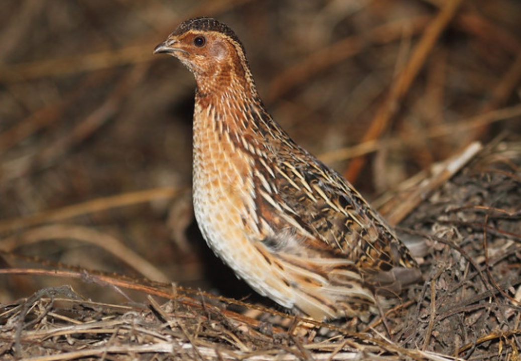  p>西鹌鹑(学名: i>coturnix coturnix /i>):是雉科,鹌鹑属的物种.