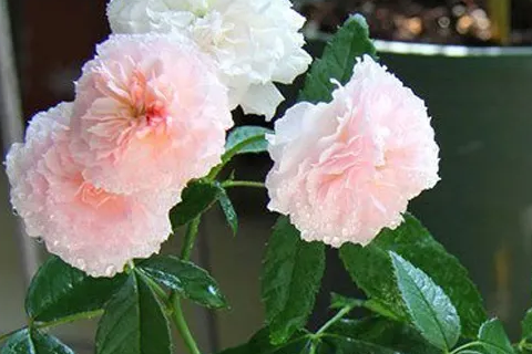 月季花见小路