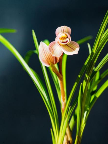 兰（兰科植物）_百度百科