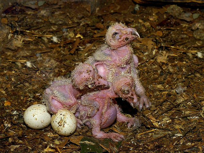  p>仓鸮云南亚种(学名: i>tyto alba stertens /i>)是仓鸮的 a target